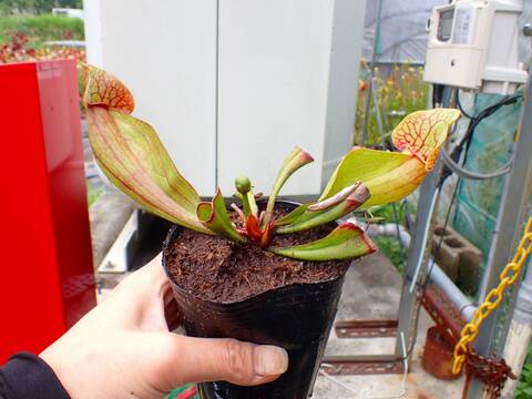 商品一覧 - Y's Exotics （山田食虫植物農園）