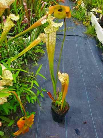 食虫植物サラセニアpurpurea（一正園 緑タイプ） - 鉢植え