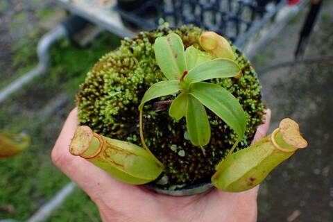 商品一覧 - Y's Exotics （山田食虫植物農園）