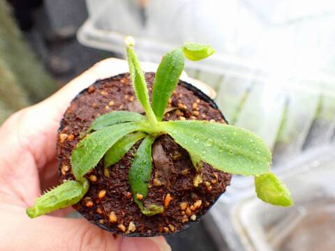 商品一覧 - Y's Exotics （山田食虫植物農園）