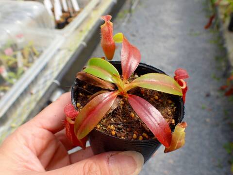 J175 5-1 N. (bicalcarata campanulata) x edwardsiana #NNN