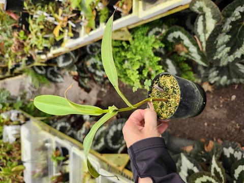 商品一覧 - Y's Exotics （山田食虫植物農園）