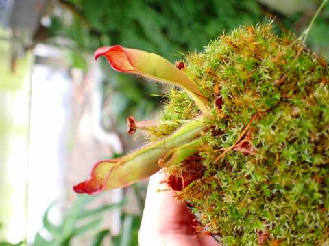 商品一覧 - Y's Exotics （山田食虫植物農園）