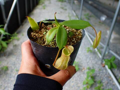 G018 5-3 N. xmerrilliata (giant) wild TH