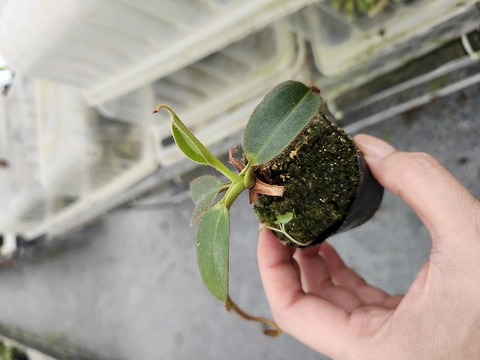 商品一覧 - Y's Exotics （山田食虫植物農園）