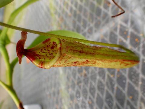 商品一覧 - Y's Exotics （山田食虫植物農園）