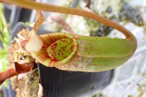 Nepenthes（ネペンテス/ウツボカズラ）の商品一覧 | Y's Exotics