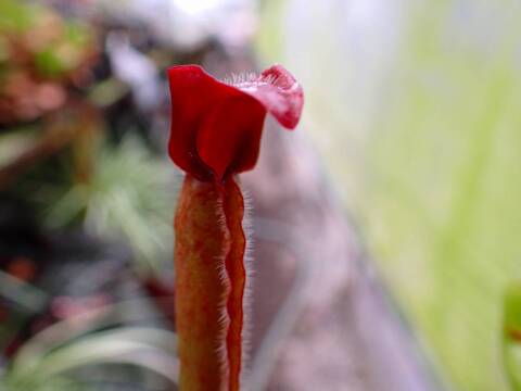 商品一覧 - Y's Exotics （山田食虫植物農園）