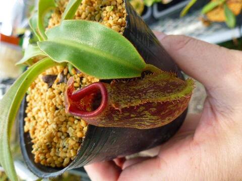 Nepenthes（ネペンテス/ウツボカズラ）の商品一覧 | Y's Exotics