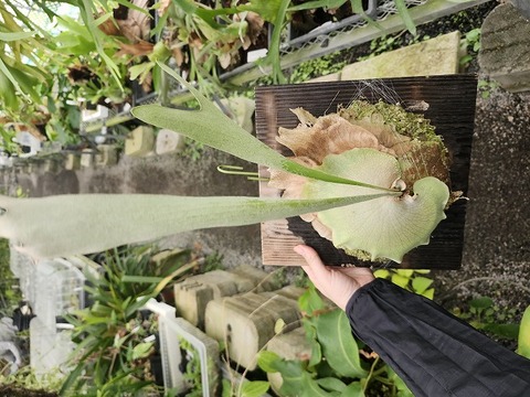 商品一覧 - Y's Exotics （山田食虫植物農園）