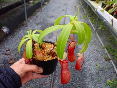 商品一覧 - Y's Exotics （山田食虫植物農園）