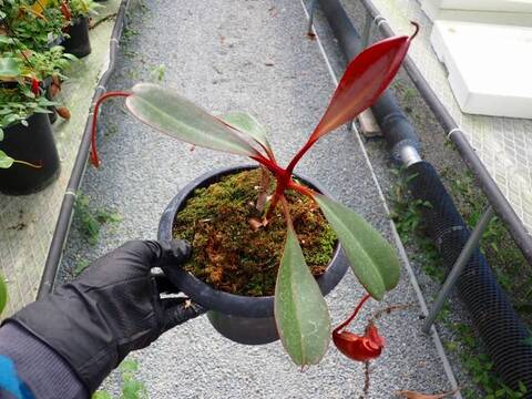 G027 5-3 N. (sibuyanensis x xtrusmadiensis) x peltata `Red Phantom' Y's