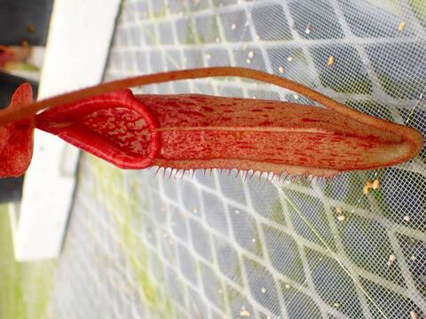 商品一覧 - Y's Exotics （山田食虫植物農園）