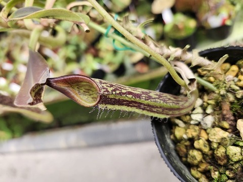 商品一覧 - Y's Exotics （山田食虫植物農園）