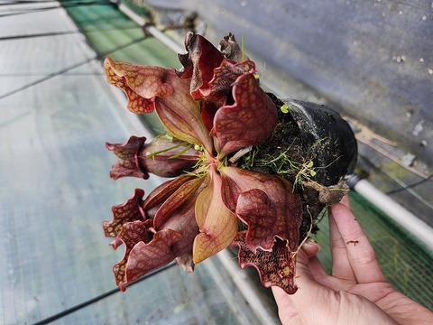 商品一覧 - Y's Exotics （山田食虫植物農園）