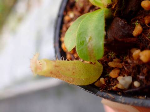 Y721 5-1 [YA-10] N. veitchii Bario (very big pitcher) x veitchii Bario (stripe peristome) Y's Lab