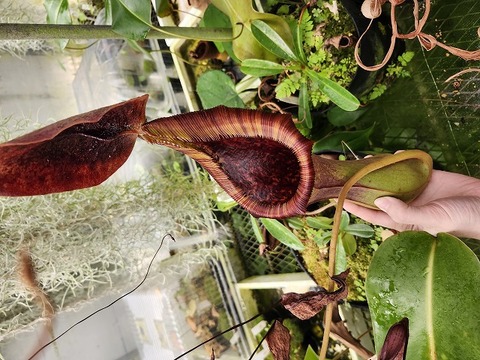 商品一覧 - Y's Exotics （山田食虫植物農園）