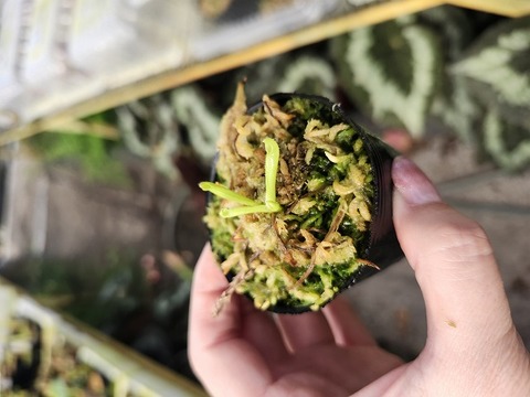 J220 1-1 H. pulchella {mix of clones, Churi Tepui, Venezuela}[BCP ID# H25] 