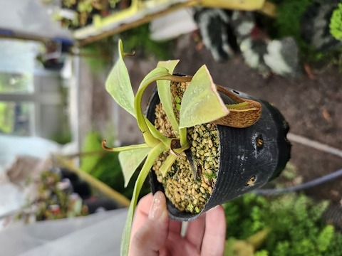 商品一覧 - Y's Exotics （山田食虫植物農園）