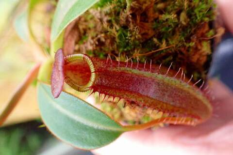 Nepenthes（ネペンテス/ウツボカズラ）の商品一覧 | Y's Exotics