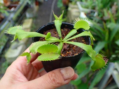 商品一覧 - Y's Exotics （山田食虫植物農園）