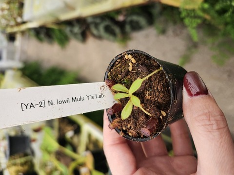 ハマセンダン　苗木　１本　　（アゲハ類のエサ）　その１ ハマセンダン 苗木 1本 （アゲハ類のエサ） その1