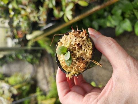 商品一覧 | Y's Exotics （山田食虫植物農園）