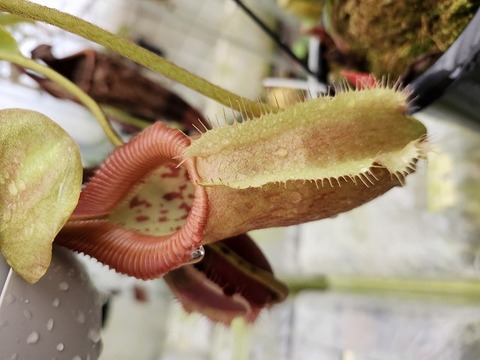 食虫植物　お知らせ用 植物図鑑（1）：食虫植物が虫を食べる理由とは？ニッチな環境で獲得