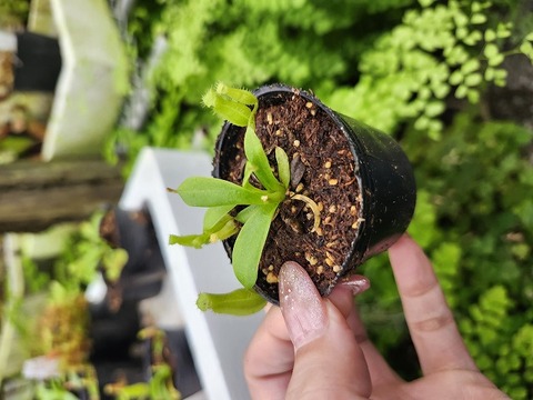 BUTTERFLY - 黒丸烏 商品一覧 | Y's Exotics （山田食虫植物農園）