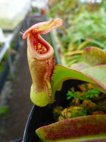 Nepenthes（ネペンテス/ウツボカズラ）の商品一覧 | Y's Exotics （山田食虫植物農園）