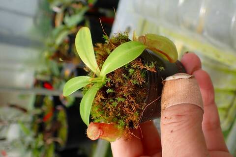 商品一覧 - Y's Exotics （山田食虫植物農園）