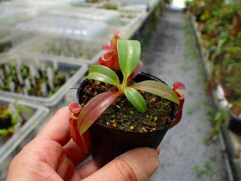 P422 5-1 N. (bicalcarata x campanulata) x edwardsiana #NNN