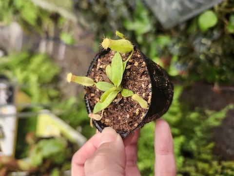 商品一覧 - Y's Exotics （山田食虫植物農園）