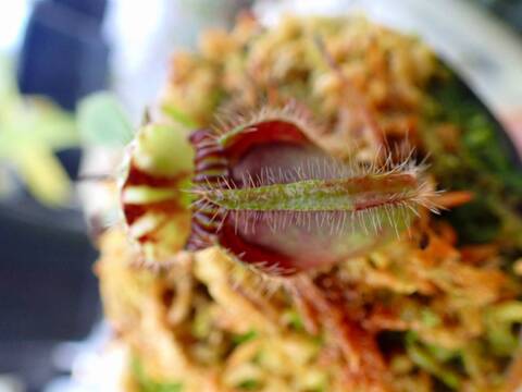 商品一覧 - Y's Exotics （山田食虫植物農園）