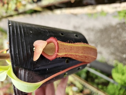 商品一覧 | Y's Exotics （山田食虫植物農園）