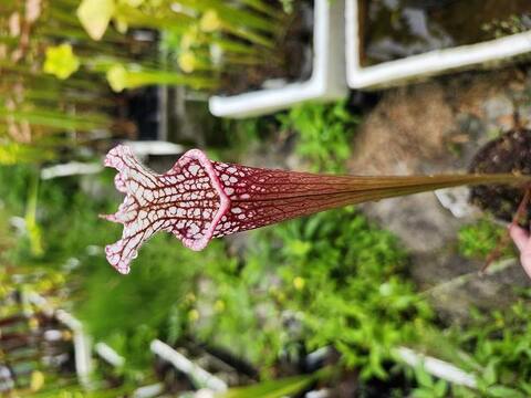 ハリスコモンティコラ【B】 商品一覧 | Y's Exotics （山田食虫植物農園）