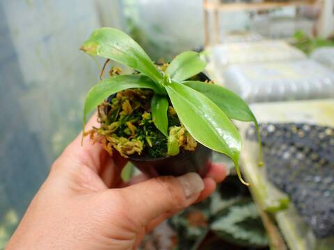 G898 1-4 [YA-100] N. sibuyanensis Y's Lab