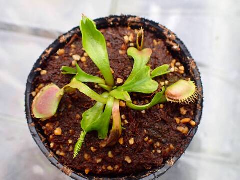 Y362 5-1 Dionaea muscipula 鈴木系 original