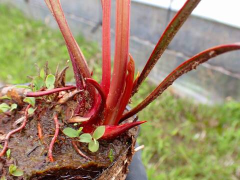 R379 S. flava var. flava (yellow pitchers fine red veines F27 PW) CK