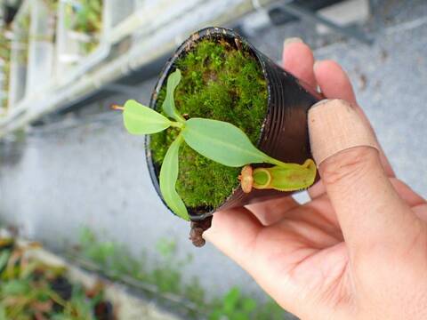 R475 5-1 N. bicalcarata Y's Lab