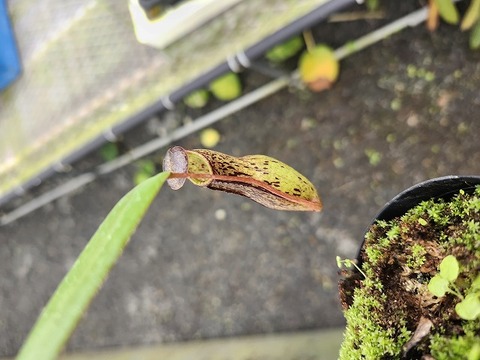 商品一覧 - Y's Exotics （山田食虫植物農園）