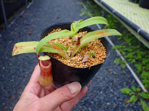 商品一覧 - Y's Exotics （山田食虫植物農園）