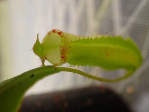 商品一覧 - Y's Exotics （山田食虫植物農園）