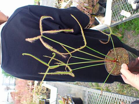 G081 4-1 D. binata var. dichotoma f. extrema (Giant plant) CK
