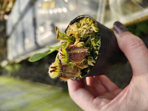 Cephalotus follicularis (セファロタス/フクロノユキノシタ Cephalotus follicularis (セファロタス/フクロノユキノシタ
