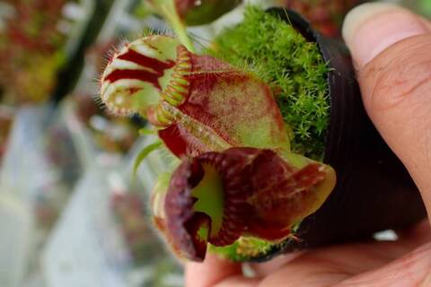 Cephalotus follicularis （セファロタス/フクロノユキノシタ