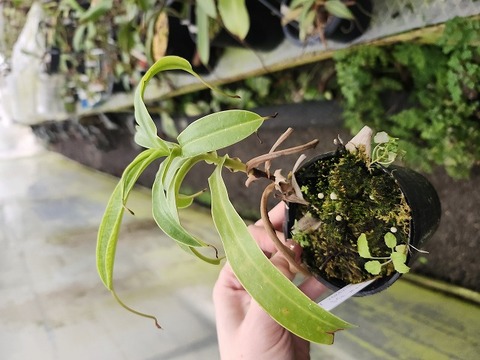 J544 1-4 N. ventricosa Mt. marinao #NNN