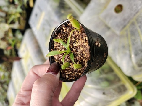 商品一覧 - Y's Exotics （山田食虫植物農園）