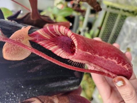 商品一覧 - Y's Exotics （山田食虫植物農園）