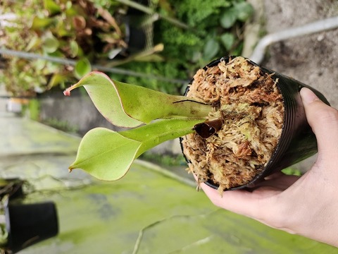 ヘリアンフォラ　Heliamphora 交配種 食虫植物】ヘリアンフォラ・ミノール＆交配種：Heliamphora